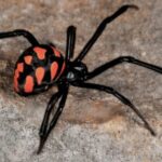 WhatsApp Image 2024-05-31 at 1.17.34 PM