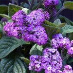 heliortropium-arborescens